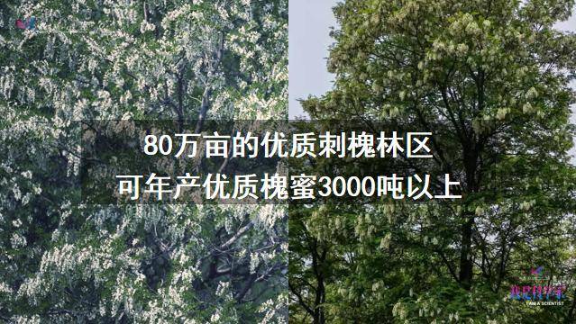 李建科|没有蜜蜂，90%的水果会消失，生态系统将崩溃 | 李建科