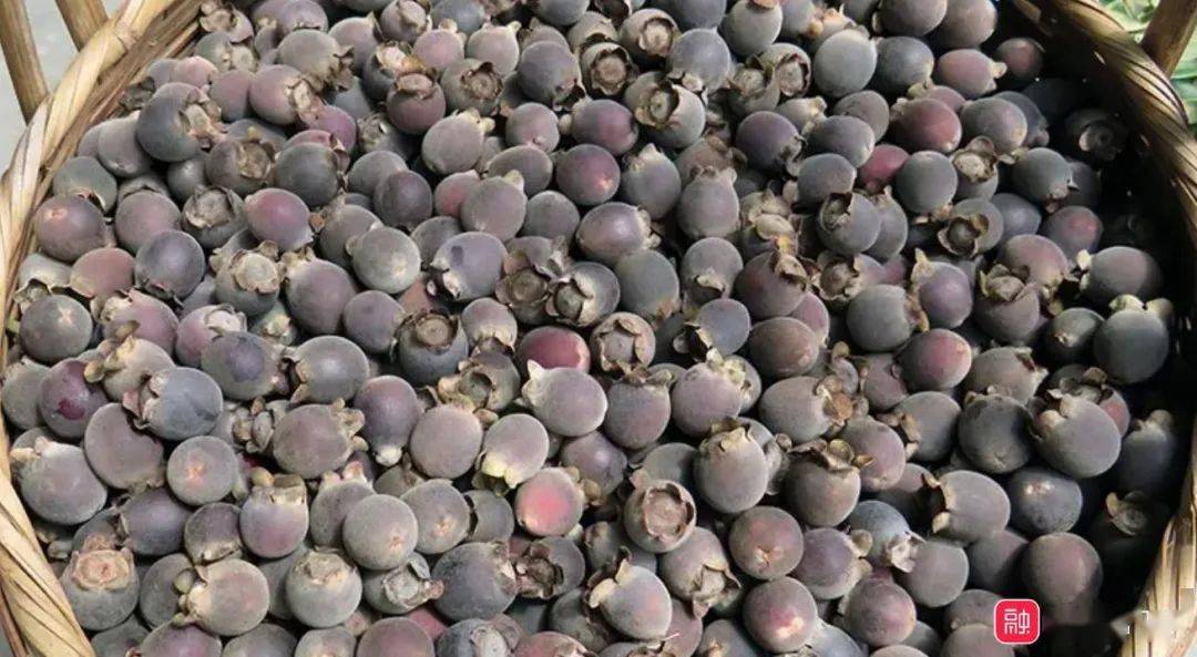 融水人常吃的这种野果,让人想起童年的回忆_捻子