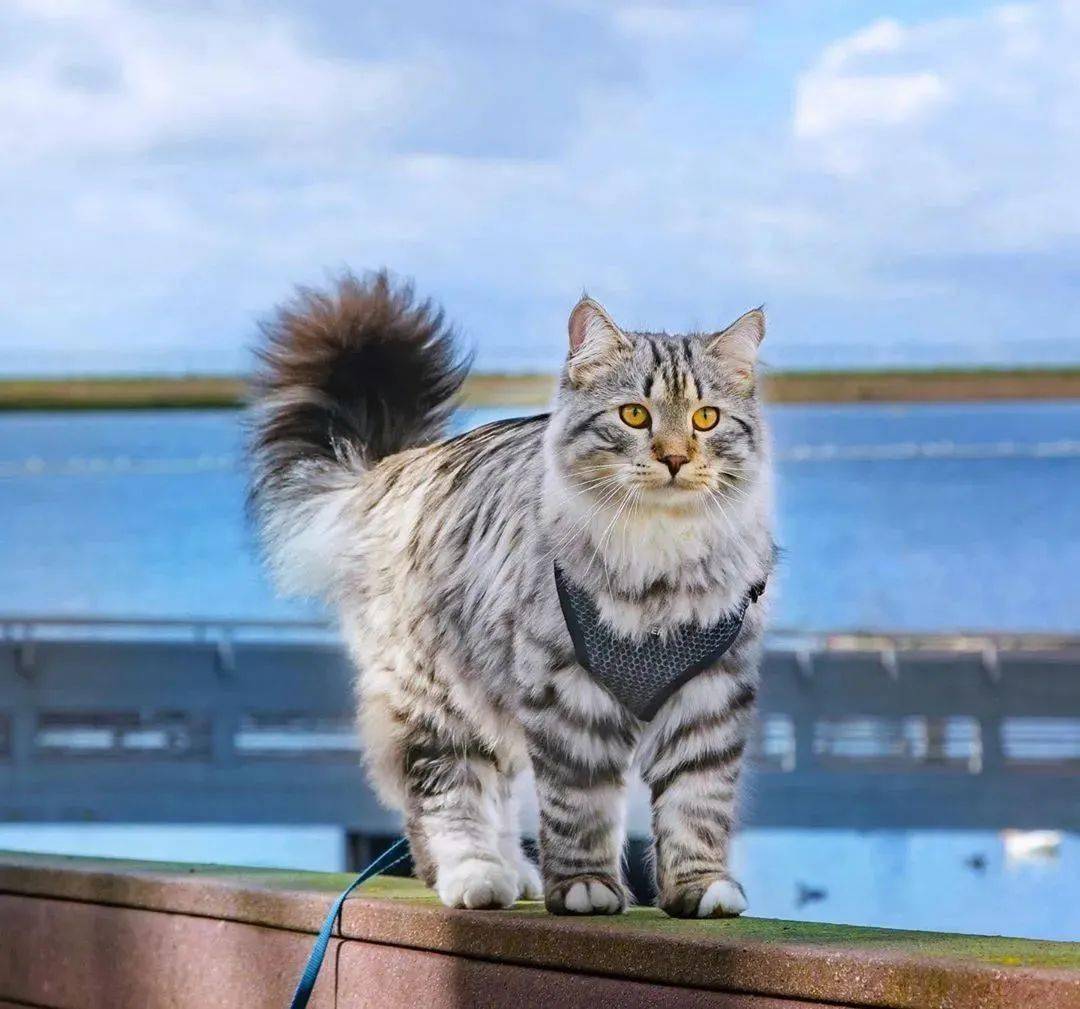 西伯利亚猫唯美图片