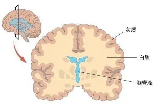 脑的进化:更大的脑容量预示更高的智能水平?