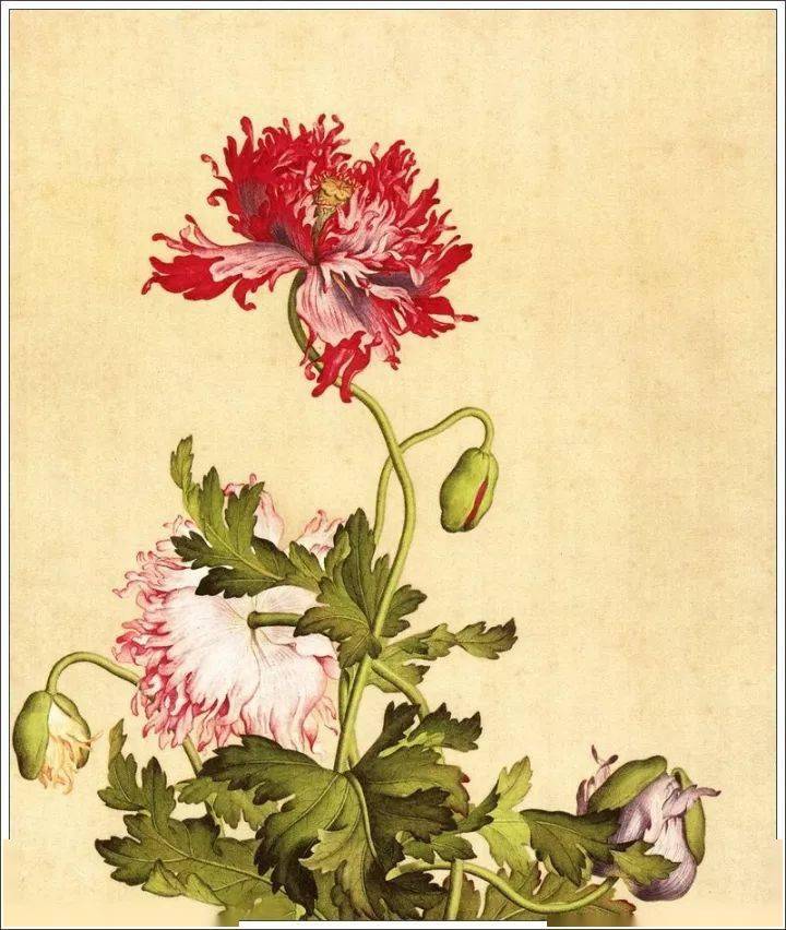 清代宫廷画师郎世宁工笔花鸟画欣赏_高清