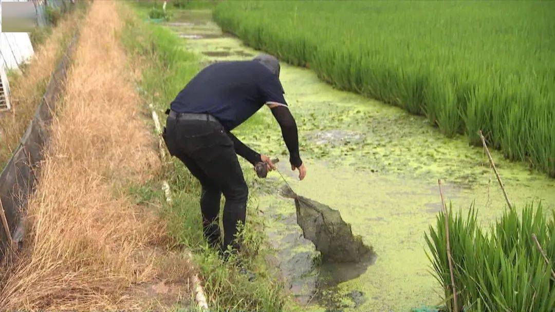 【一亩田赚一万】平湖农场主稻田里养澳洲龙虾 还有两种虾