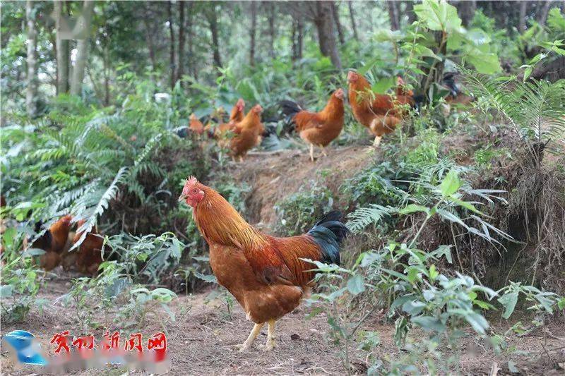 南山区西丽平山村鸡图片