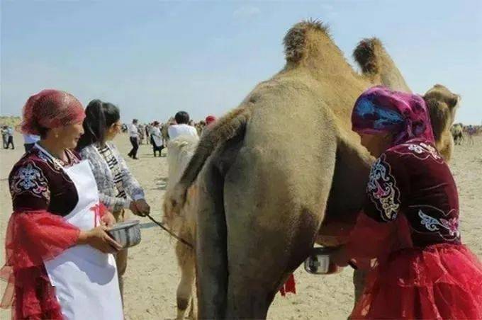 骆驼奶更接近母乳