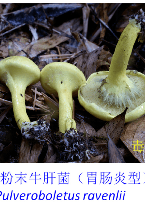 又见毒蘑菇!区疾控专家教你辨认→_有毒