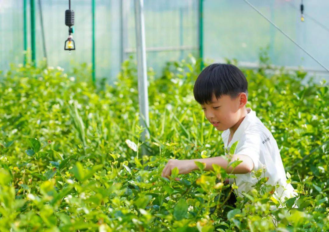 green绿色朋友 f7573ecd01de45df832d3848ff9efb23.jpeg