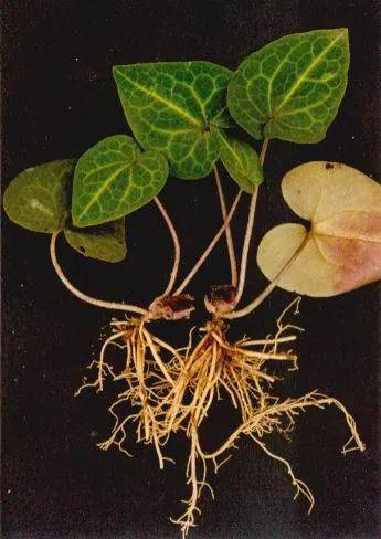 【中药小课堂】细辛