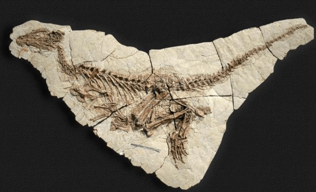 翼手龙化石图片