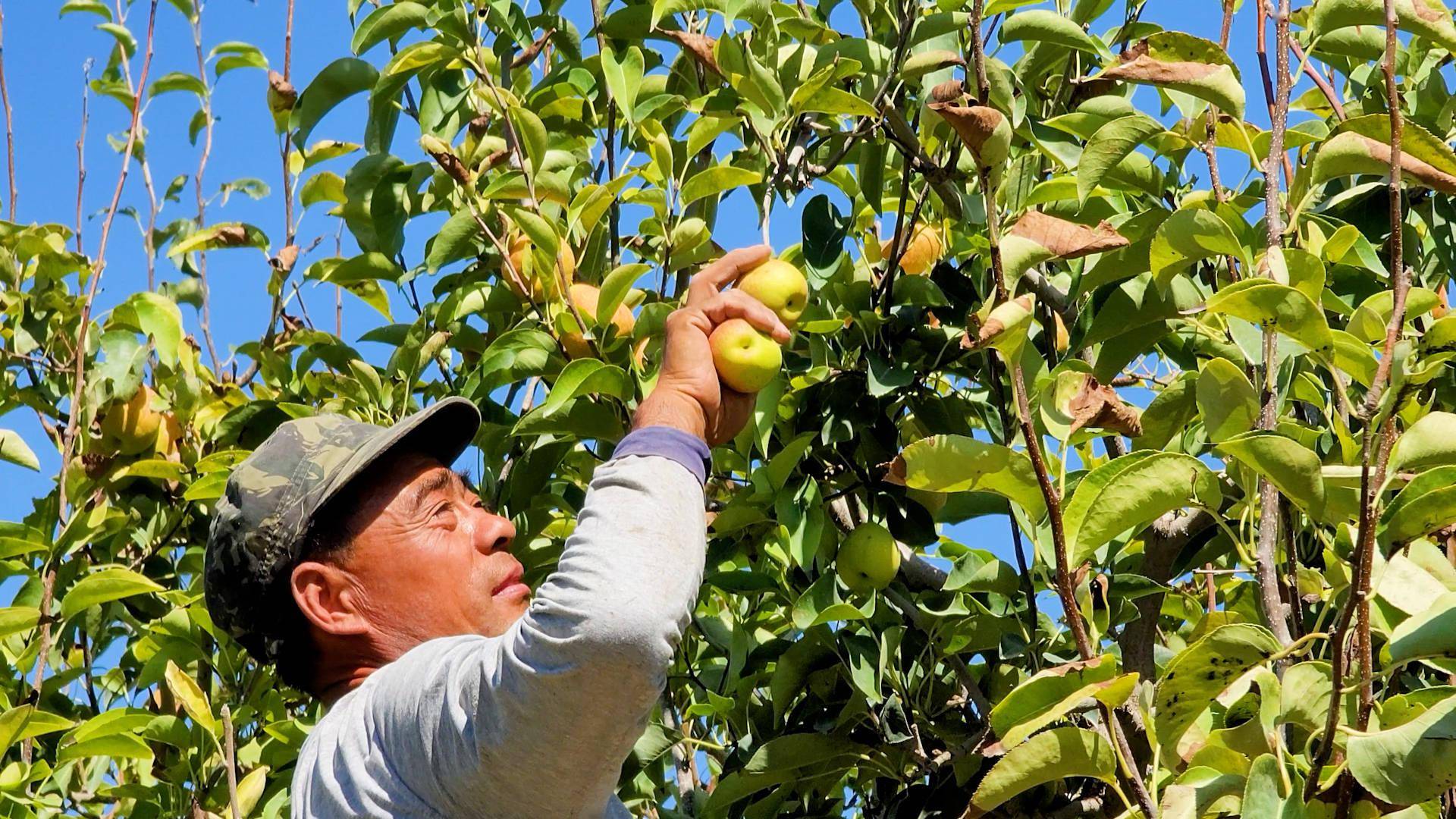 香梨挂满枝 梨农采收忙
