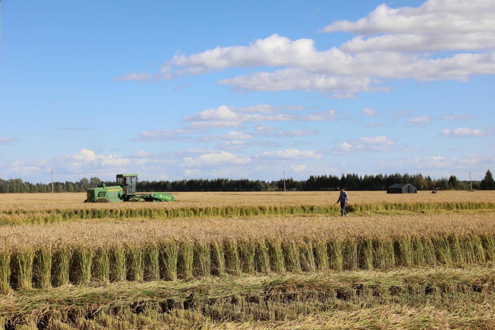 千万亩良田喜开丰收"第一镰"