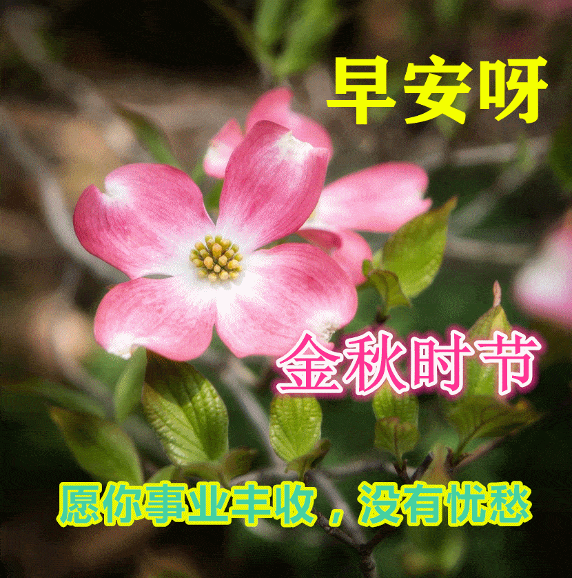 9月8日早上好动态表情图片大全早晨好动图美图大全