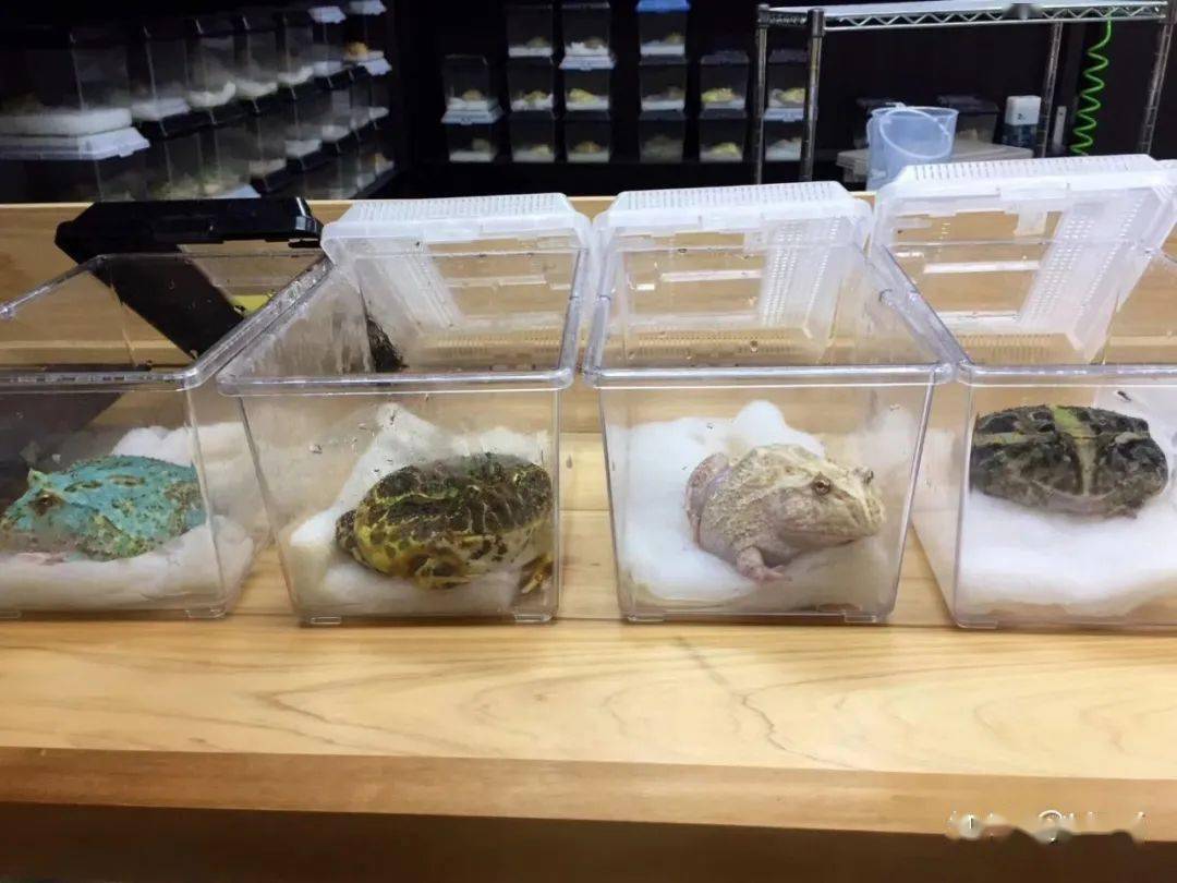 角蛙饲养箱布置图图片