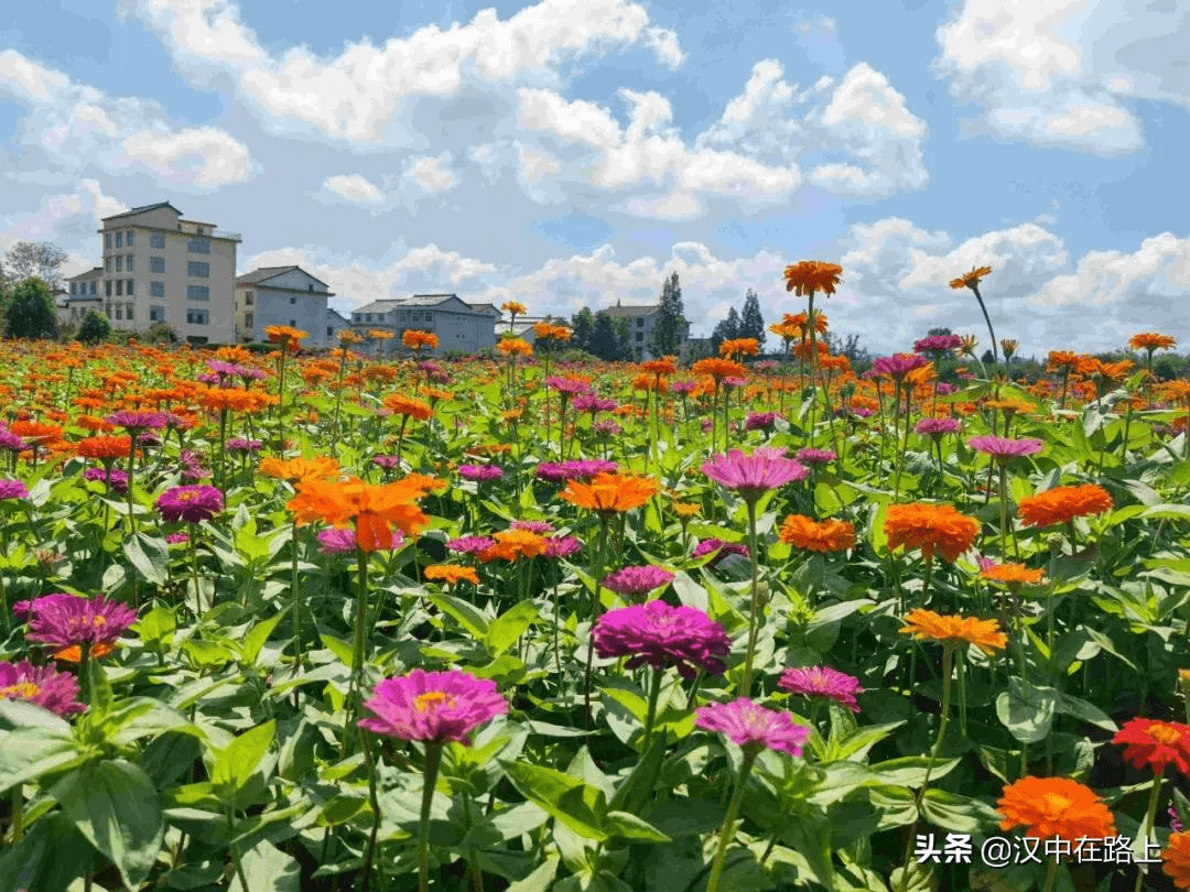 车程不到十分钟,汉中这片彩色花海惊艳了整个初秋