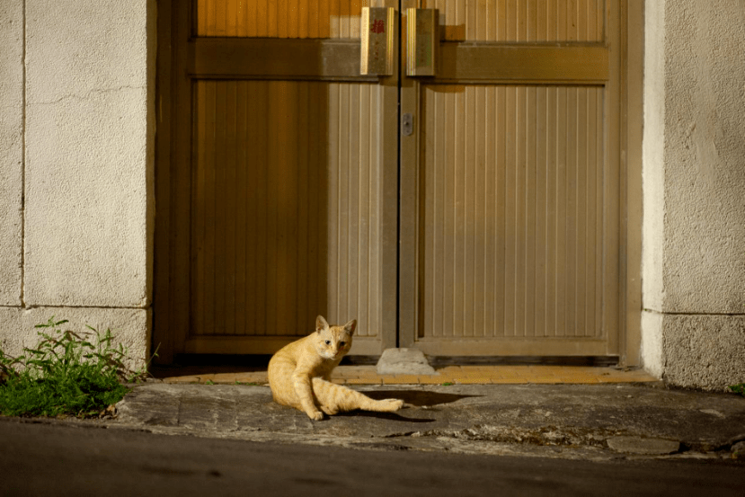 夜·深读｜是我目睹过最美好的街猫与人族相遇的城市传奇_嘴巴