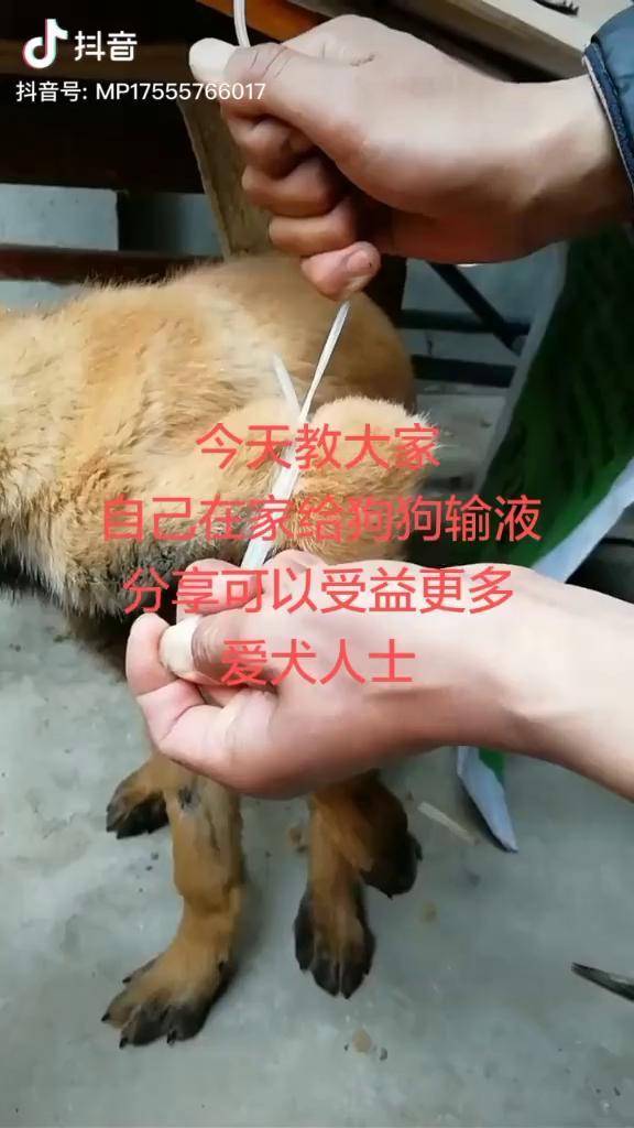 今天教大家自己在家给狗狗输液分享可以受益更多爱犬人士马犬 抖掉