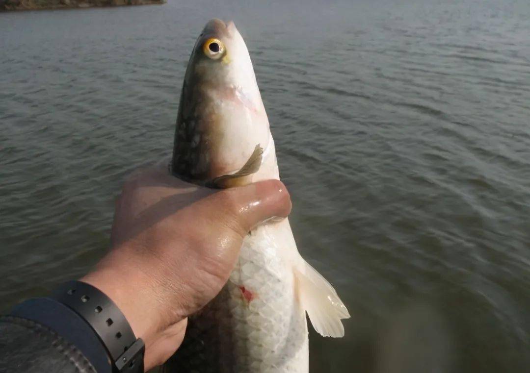 準備好窩料和釣餌釣梭魚真的一點也不難