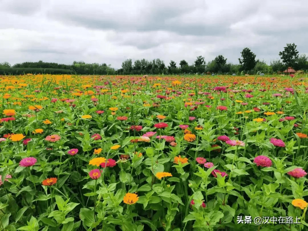 车程不到十分钟,汉中这片彩色花海惊艳了整个初秋