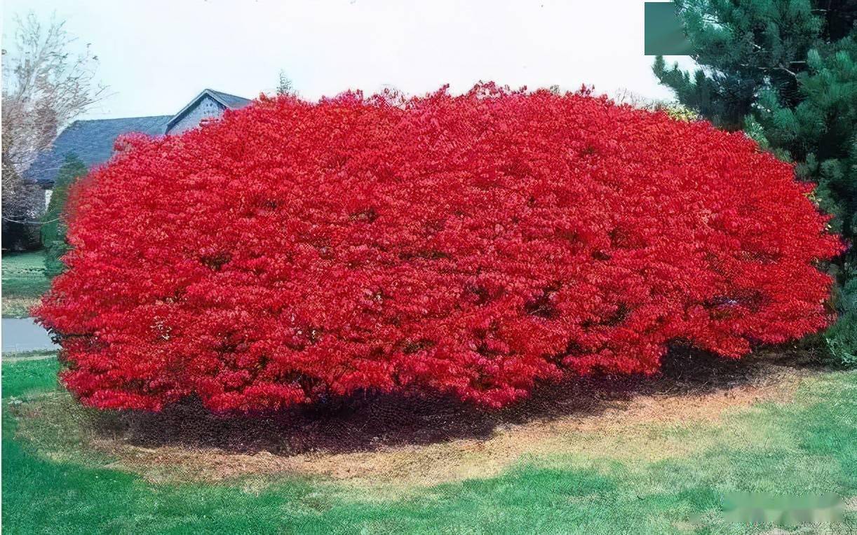 一叶落而知天下秋园林人一定要知道的20种彩叶树种