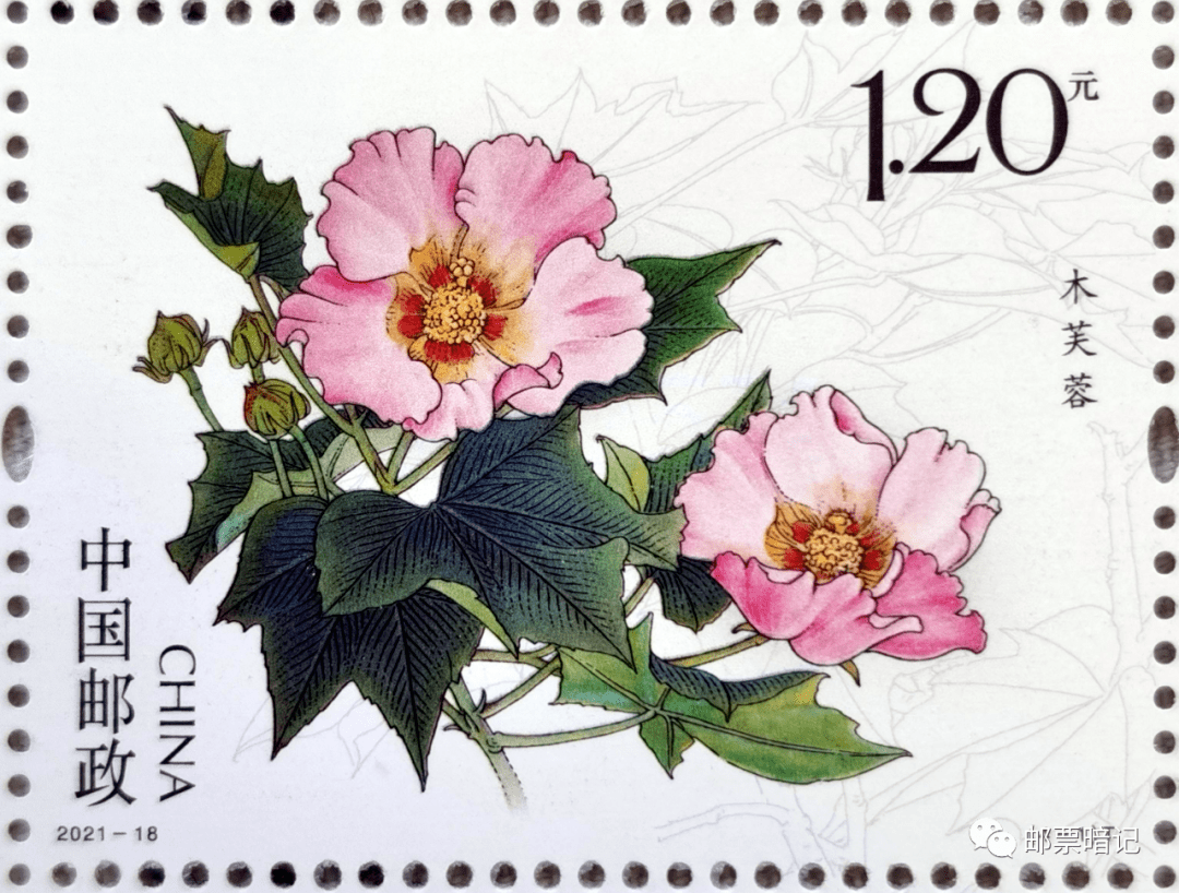 202118木芙蓉邮票荧光