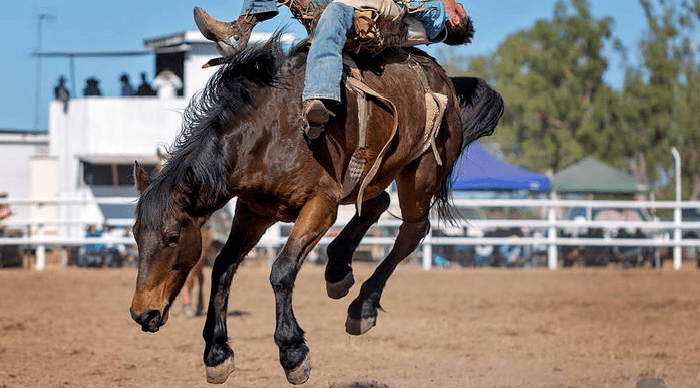 勇气与技术的考验西部马术之骑野马