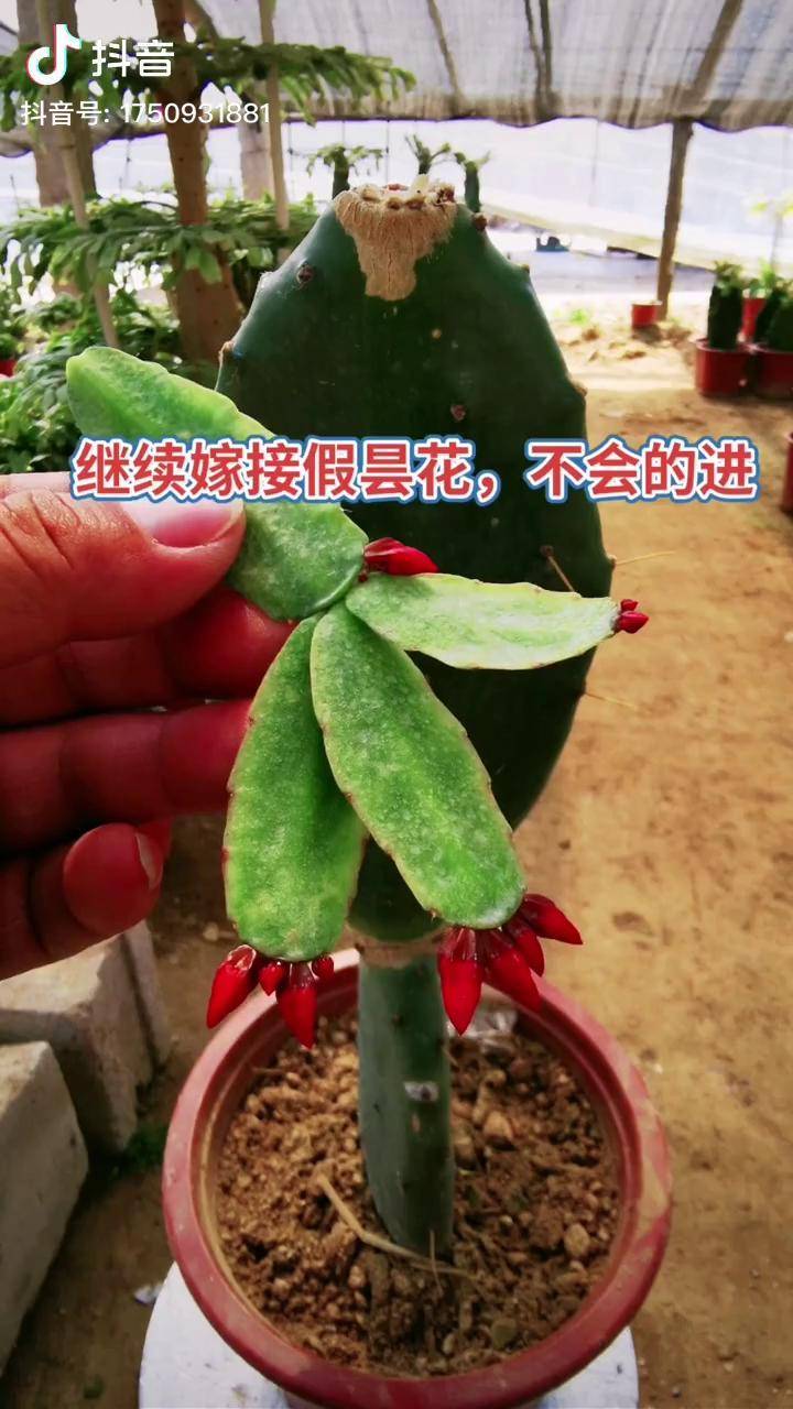 感谢抖音感谢官方我要上热门花卉绿植仙人掌嫁接假昙花