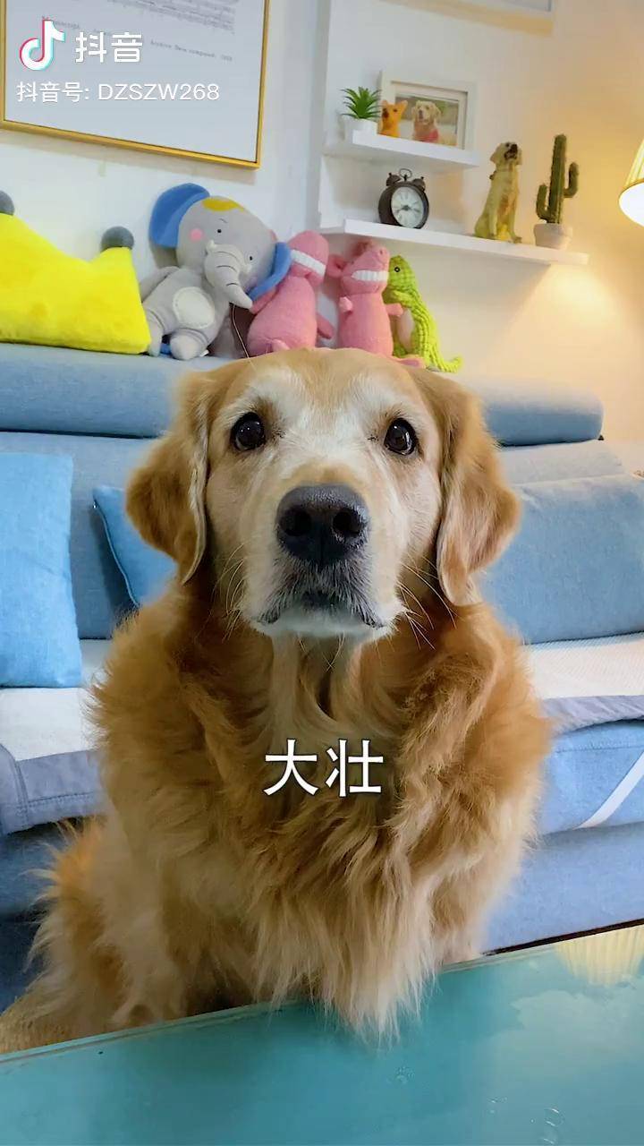 万万没想到大壮今天知错能改还是个不错的狗子嘛