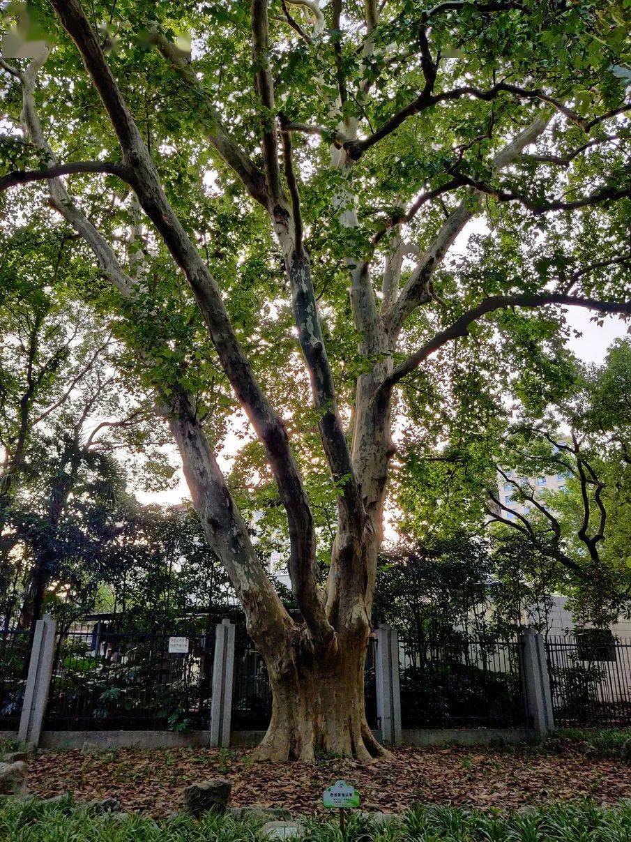 百年百树70华东悬铃木之最中山公园里的巨无霸