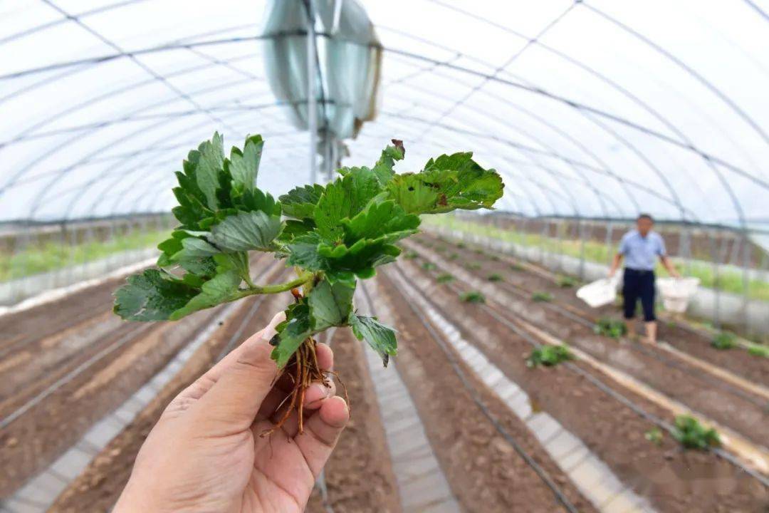 汪桥集草莓移栽正当时_种植