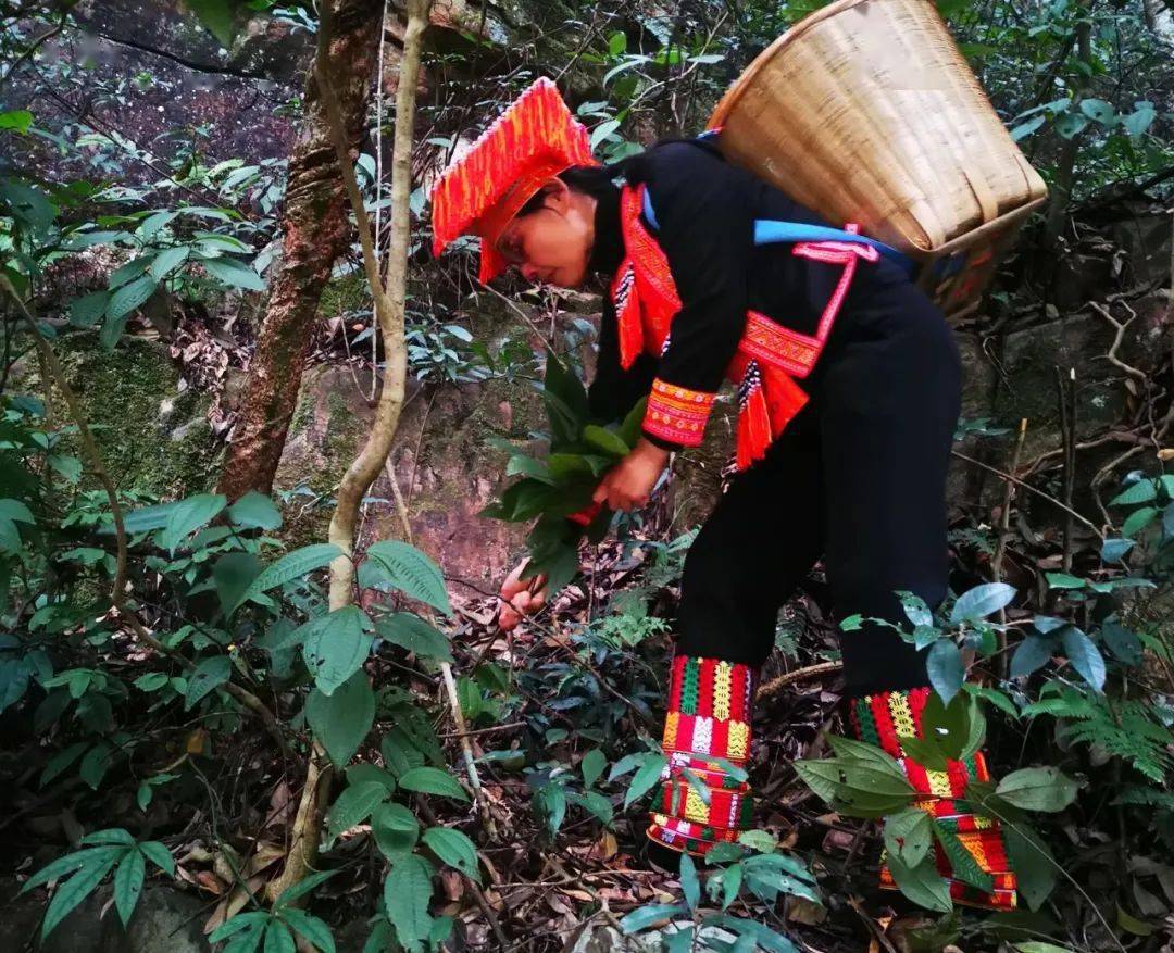 玲姐上山采药每天前20名还有养生包奉献给大家 !