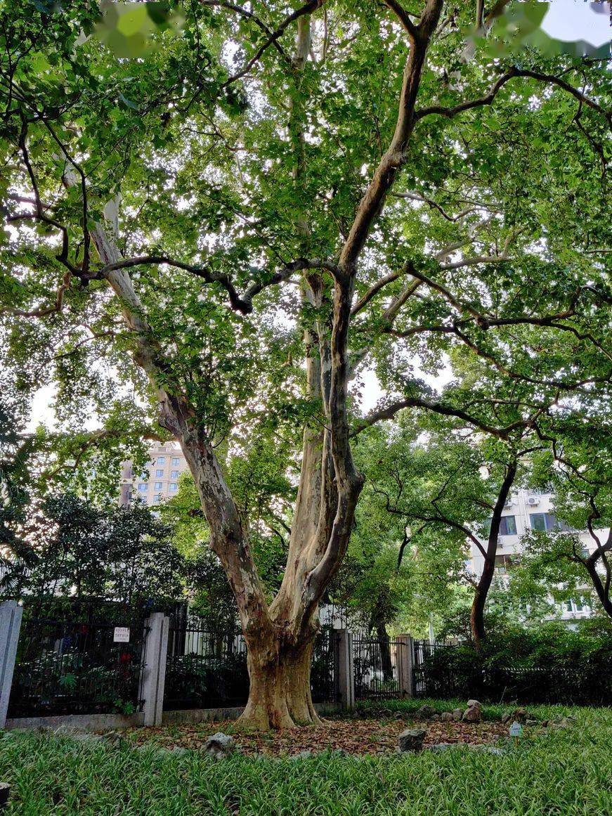 公园里常见的树图片