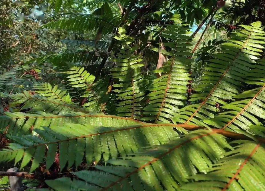 cop15丨植物活化石桫椤