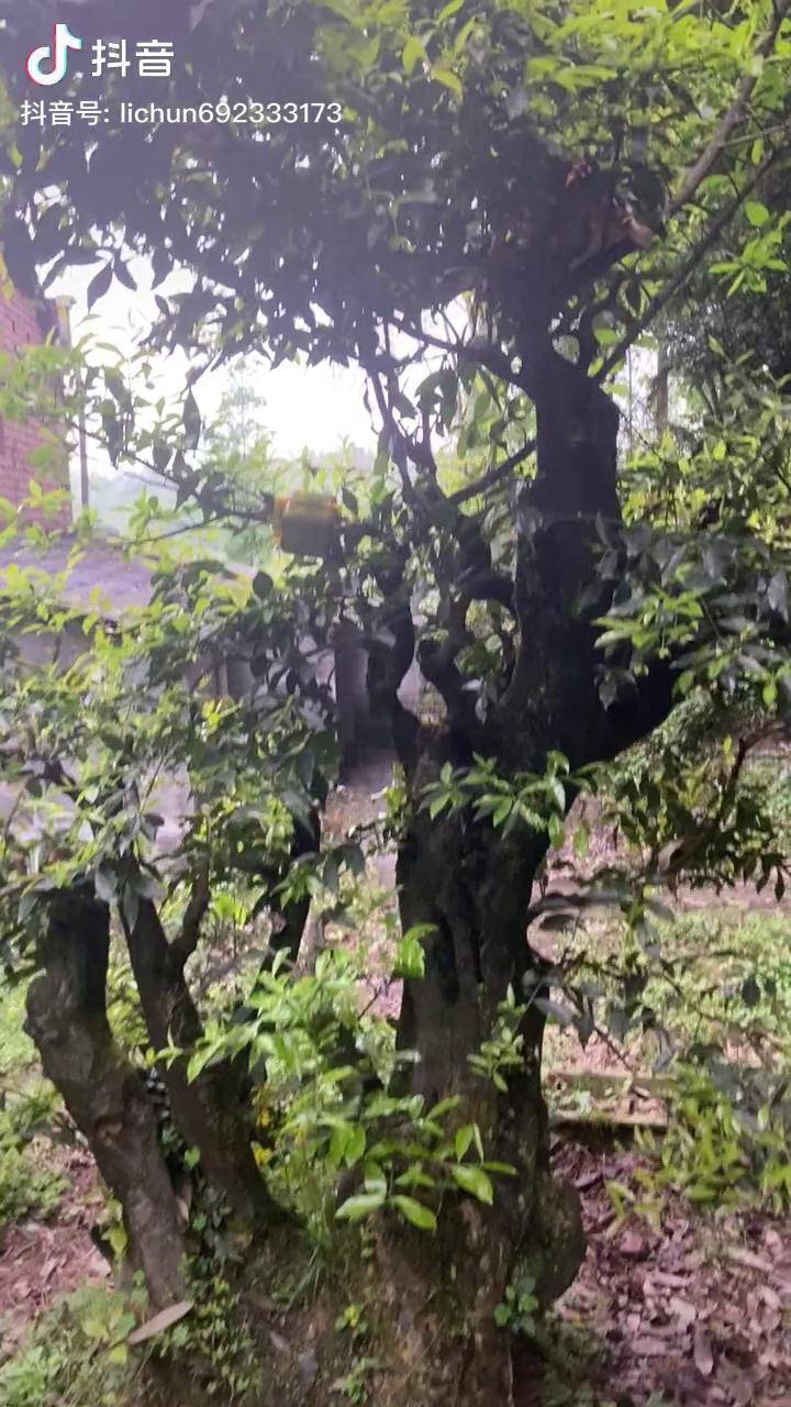 大红葫芦果 金弹子