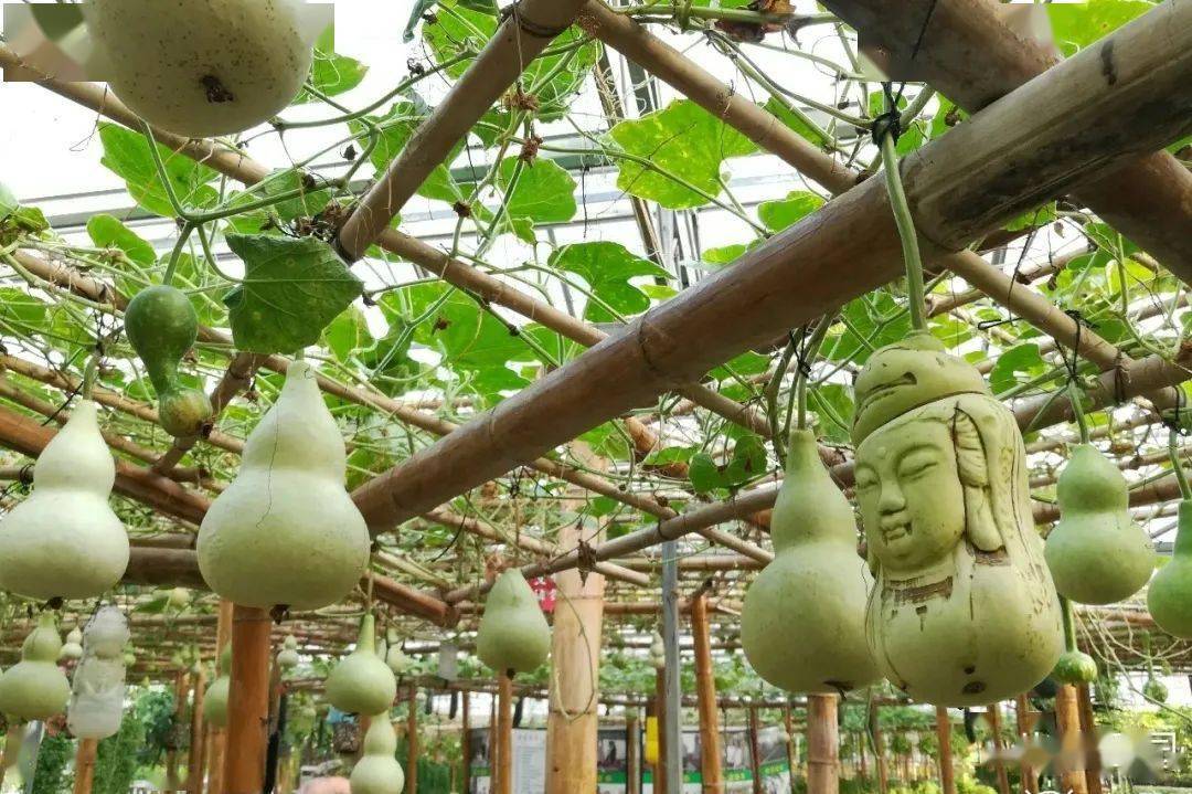 班级预订八桂田园画里说丰收节约正当时种菜选豆磨豆滤浆采摘青菜瓜果