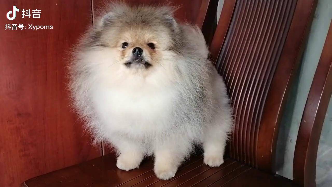 熊本的憨憨样双血统博美上热门