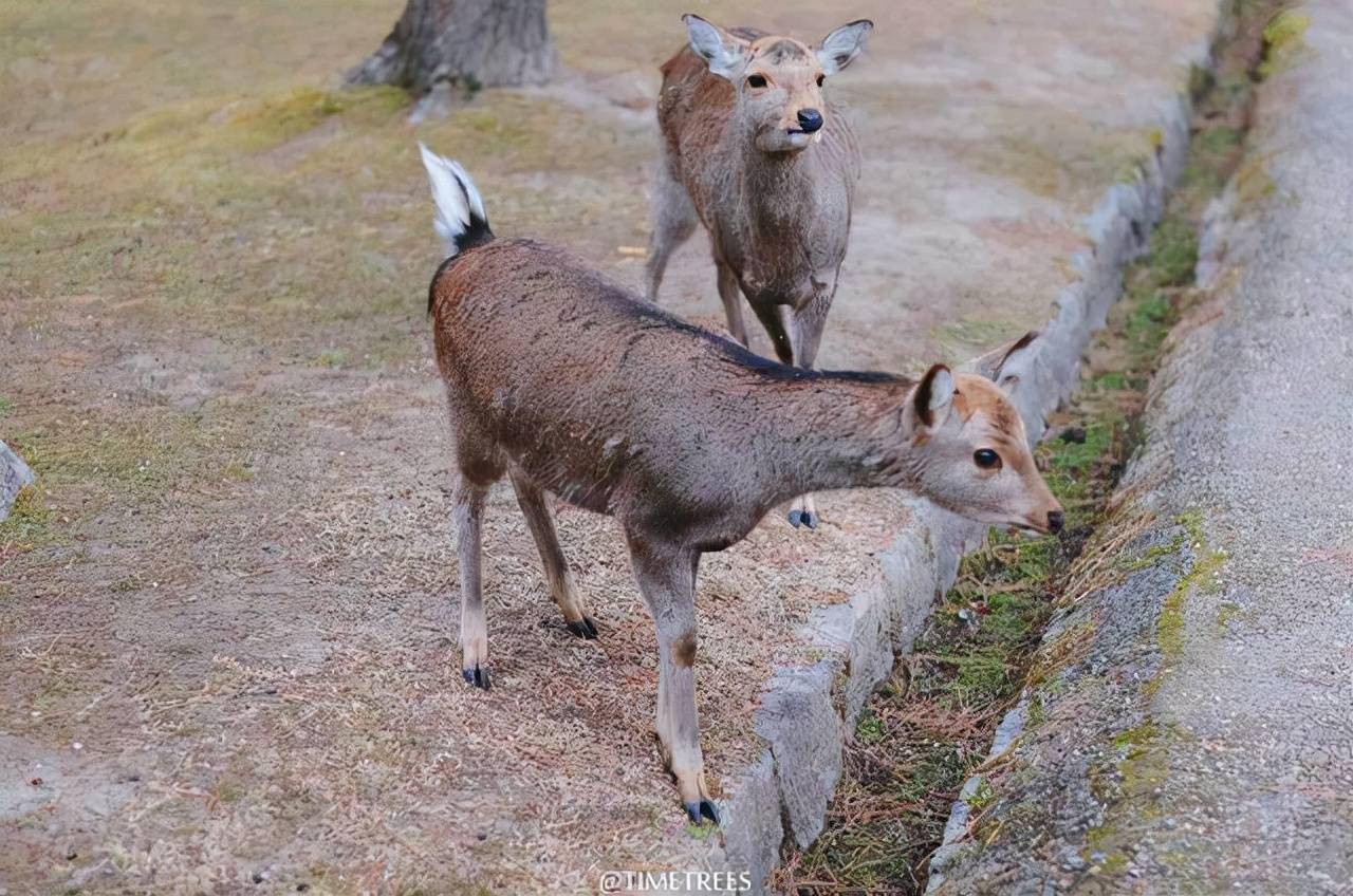 小鹿让人觉得这就是童话世界苔痕上阶绿草色入帘青