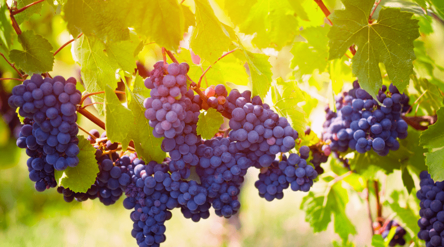 鸭梨|你知道吗？9月份必做的事是这个→