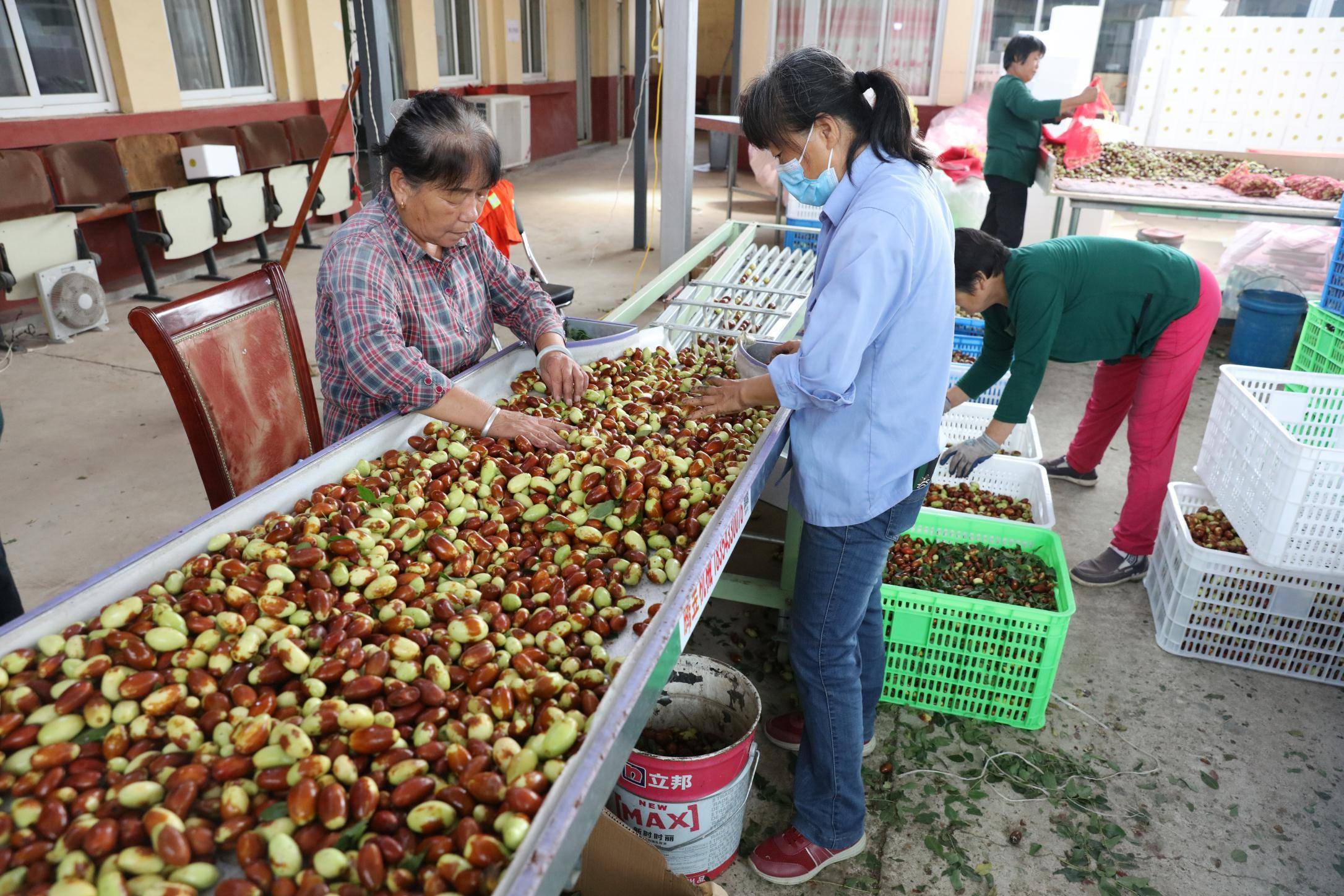 直播|历史上北京周边最盛产枣的风水宝地！如今一上直播成网红