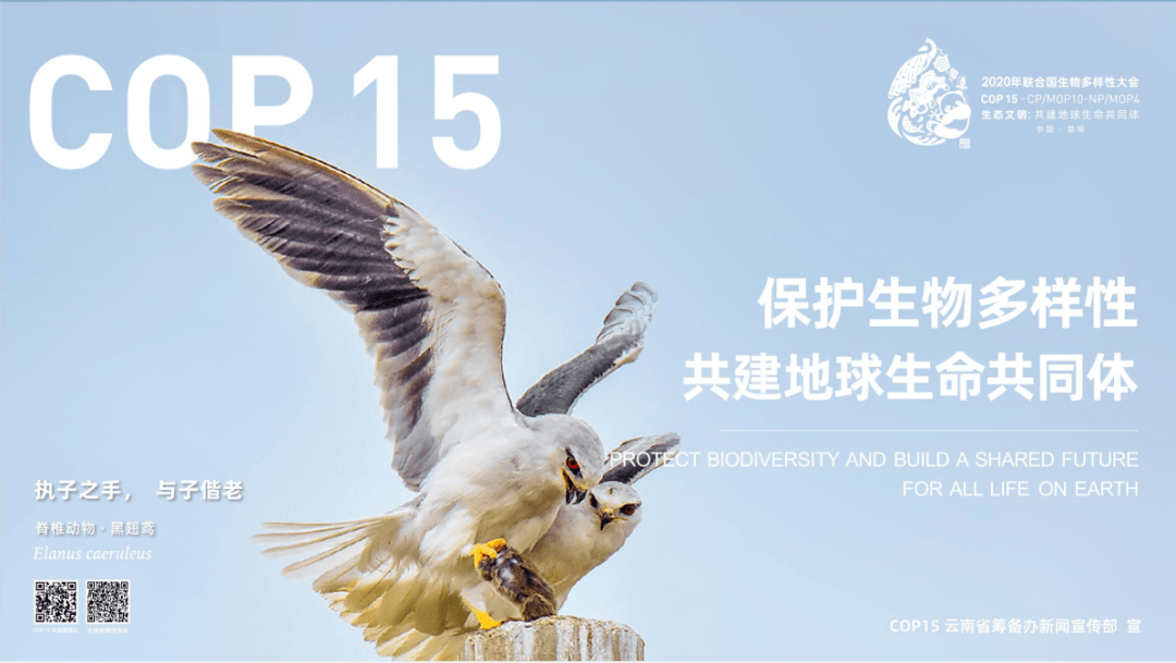 cop15春城昆明欢迎您生物多样性影像画面来啦