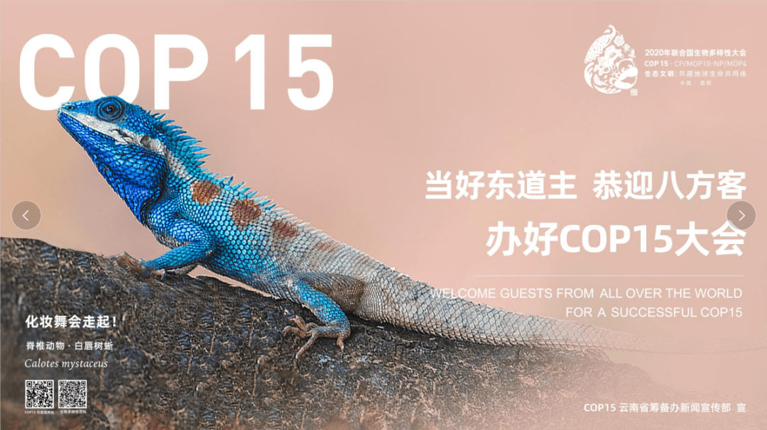 cop15相约春城手抄报图片