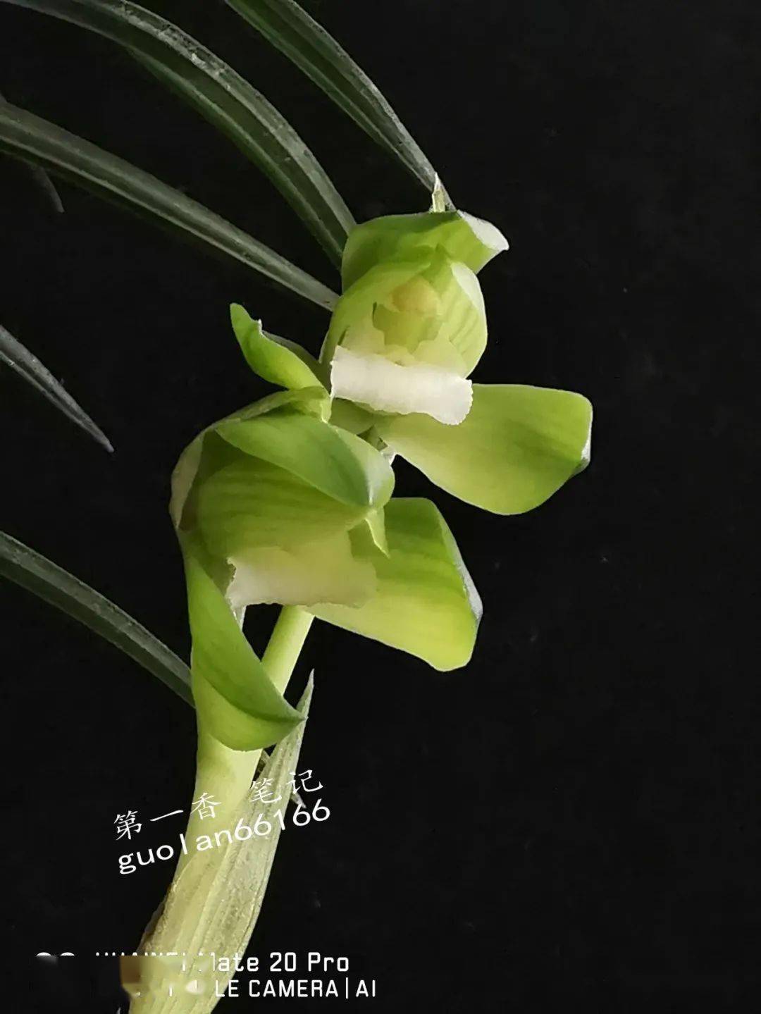 [花开欣赏]0313:大花形张荷素气势佳