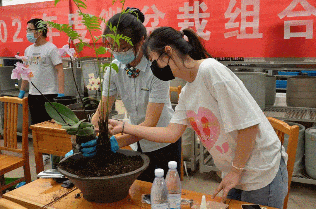 玩"花样",学技能丨嘉泽镇开展微盆栽组合技能培训活动_园艺