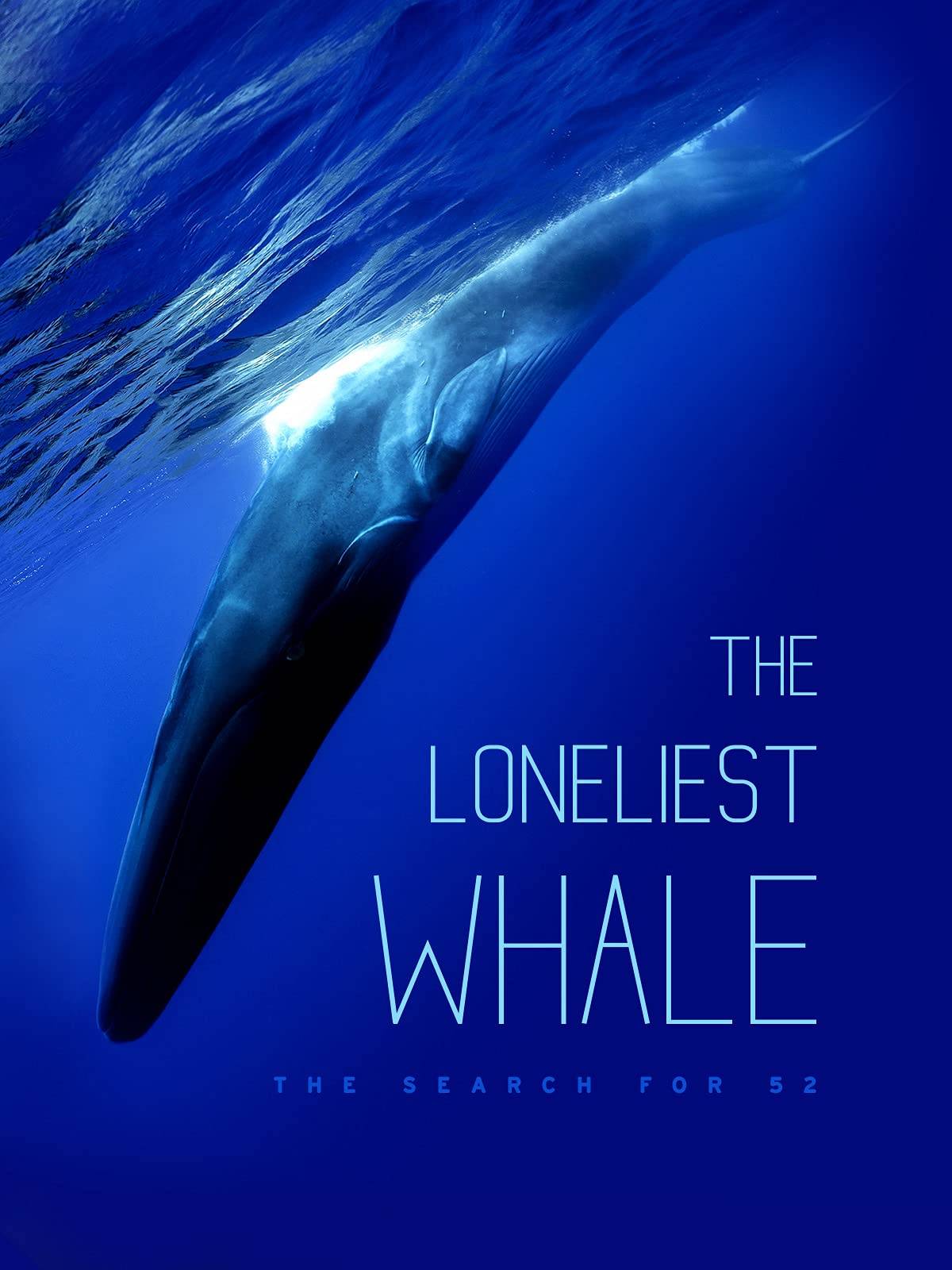 鲸鱼|我们为什么要寻找那头最孤独的鲸