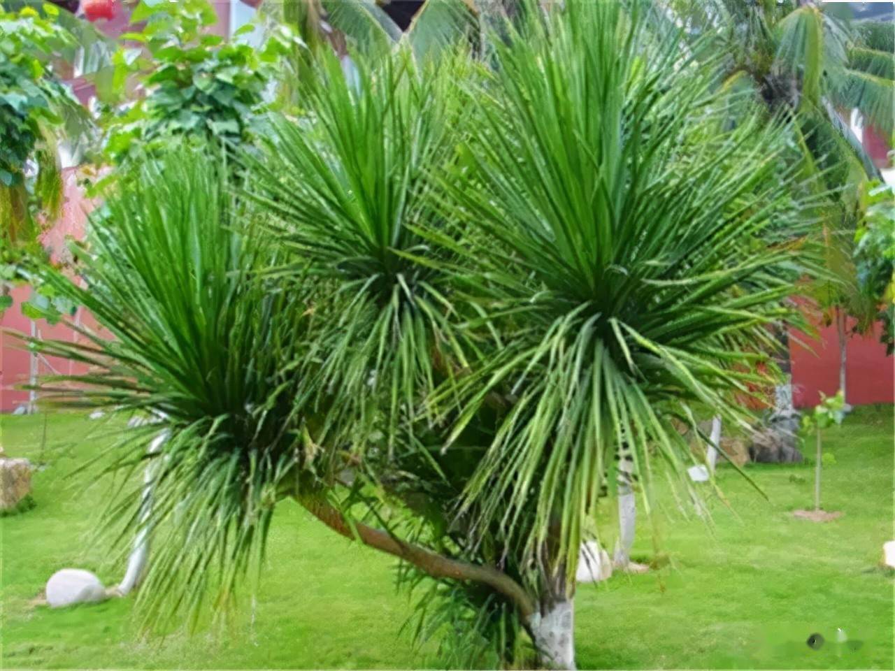 盘点几种常绿灌木长相好看四季常青香气扑鼻