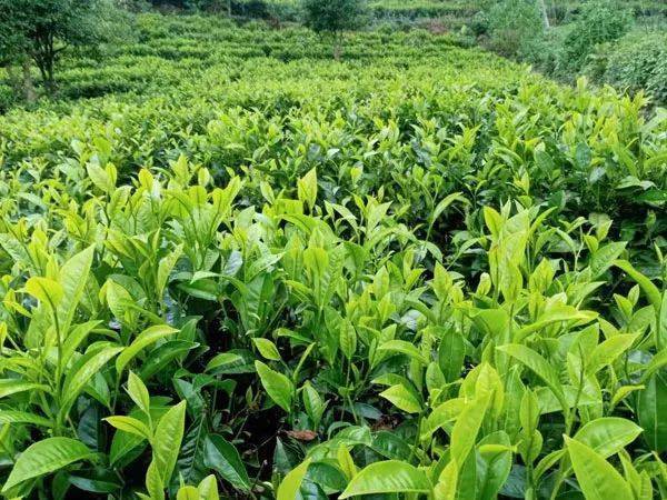 生态云南专题||在民族文化中"孕育"千古茶林