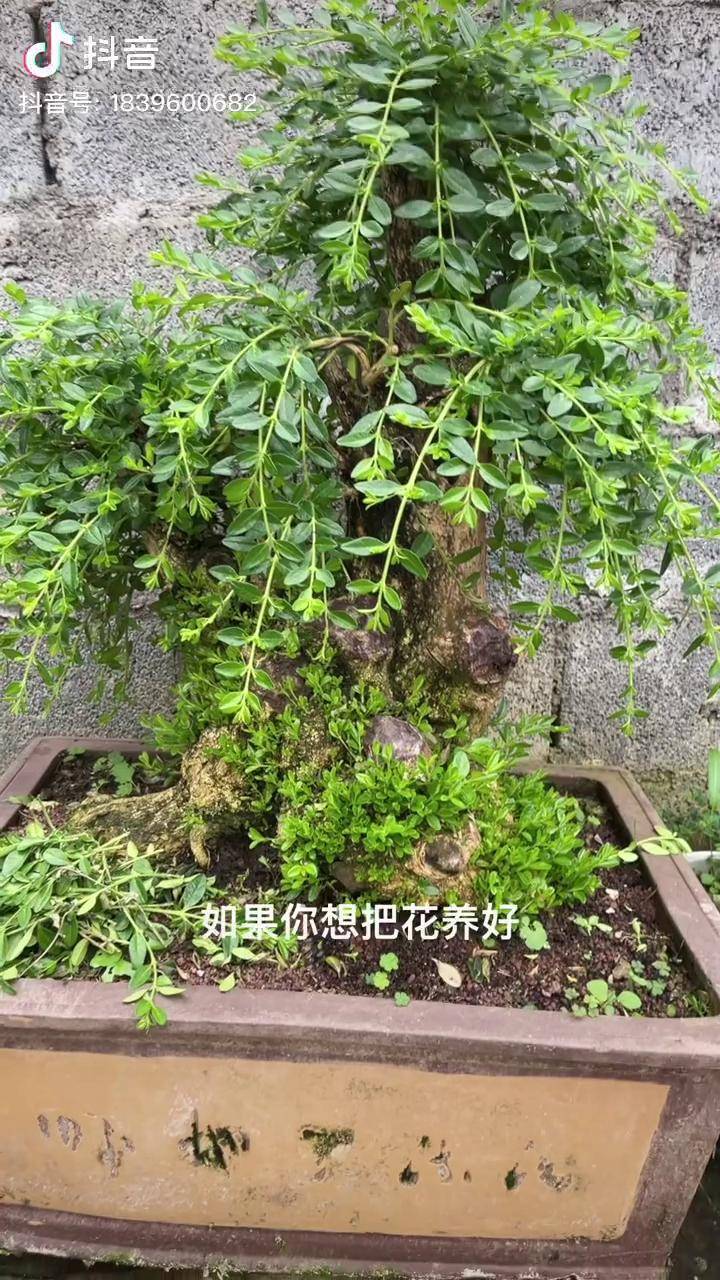 黄杨盆景的养护与管理图片