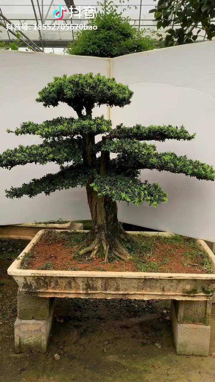 珍珠罗汉松盆景!层次分明,寓意 富贵吉祥