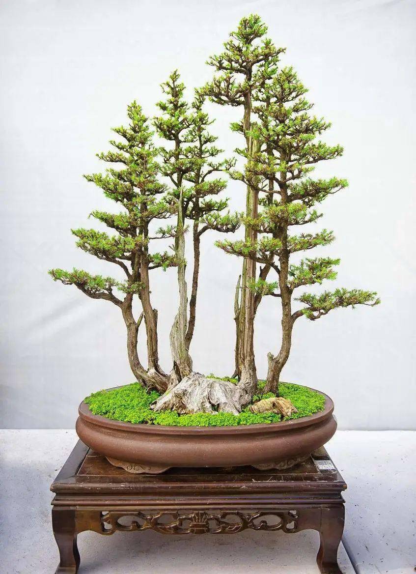 同时,树木盆景在修剪闷头后,可使树木重长新芽,增加其观赏价值.