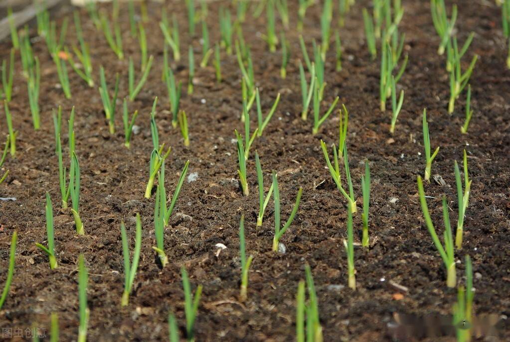 秋季种植大蒜,播种时间,深度,株行距你了解多少?别搞错了