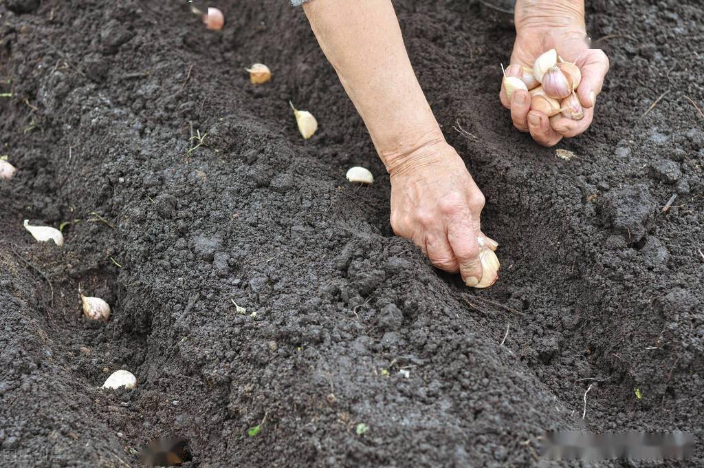 秋季种植大蒜,播种时间,深度,株行距你了解多少?别搞错了