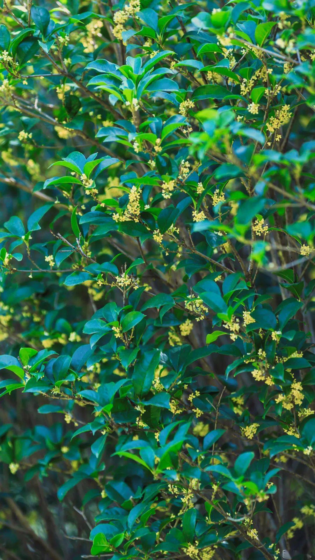 绝美!秋日限定 , 戒不掉的第一缕桂花香